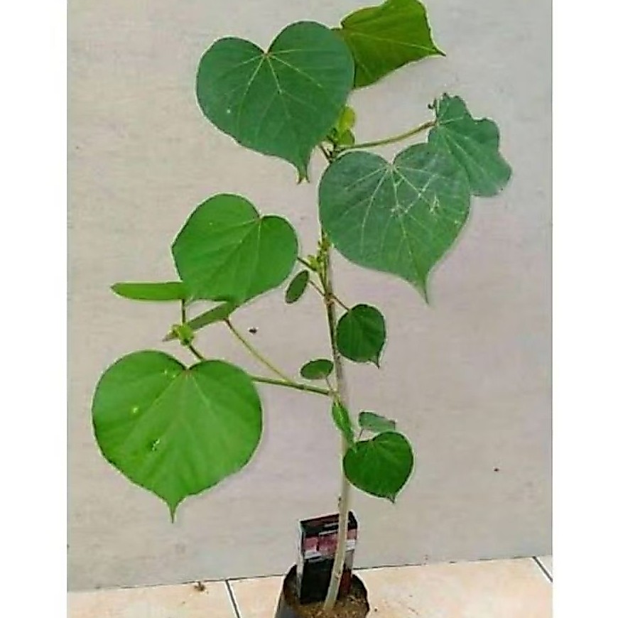 Waru india /Bahan bonsai waru india