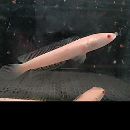 Ikan chana striata albino mata merah, aktif dan makan lahap