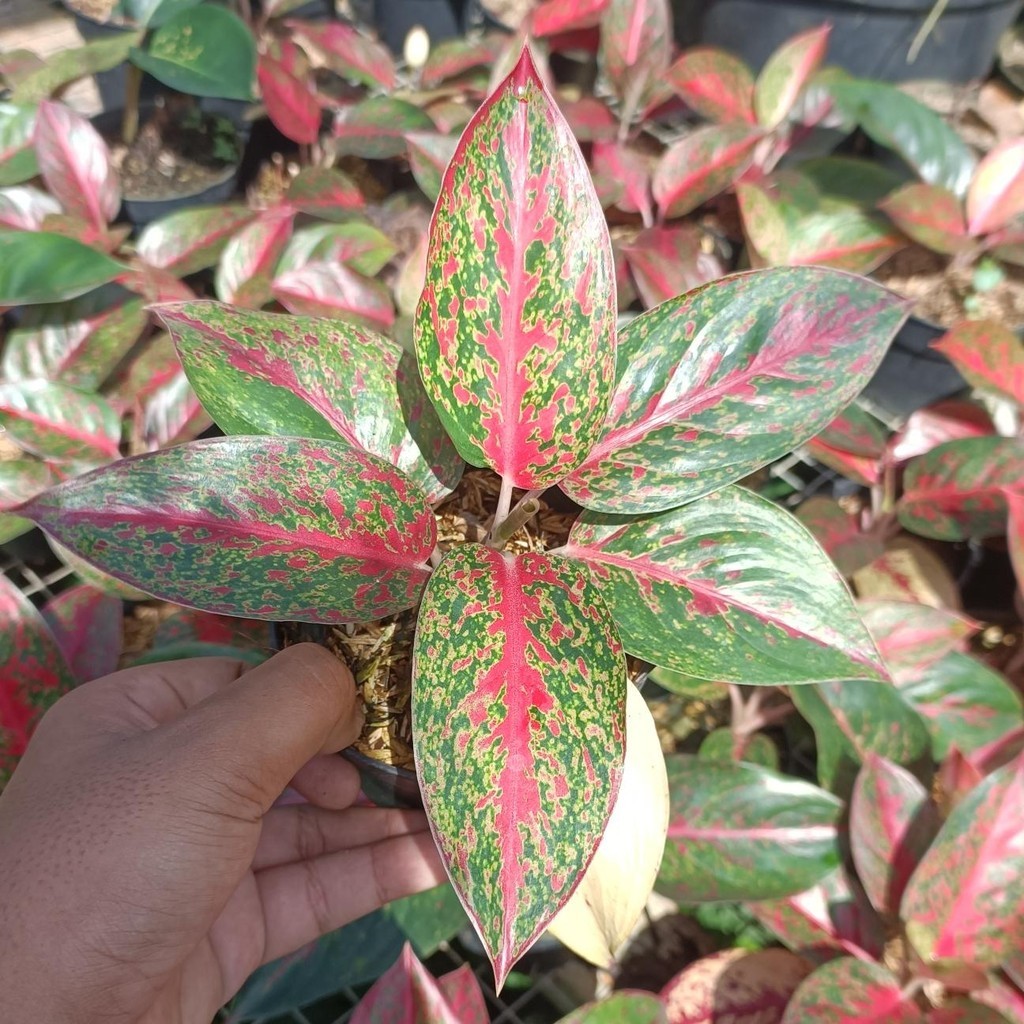 PROMO Tanaman Hias Aglonema Stardust / Aglonema Red Stardust / Stardust