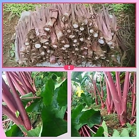 BIBIT TALAS BENTUL/TALAS PRATAMA/TALAS BOGOR gratis 1