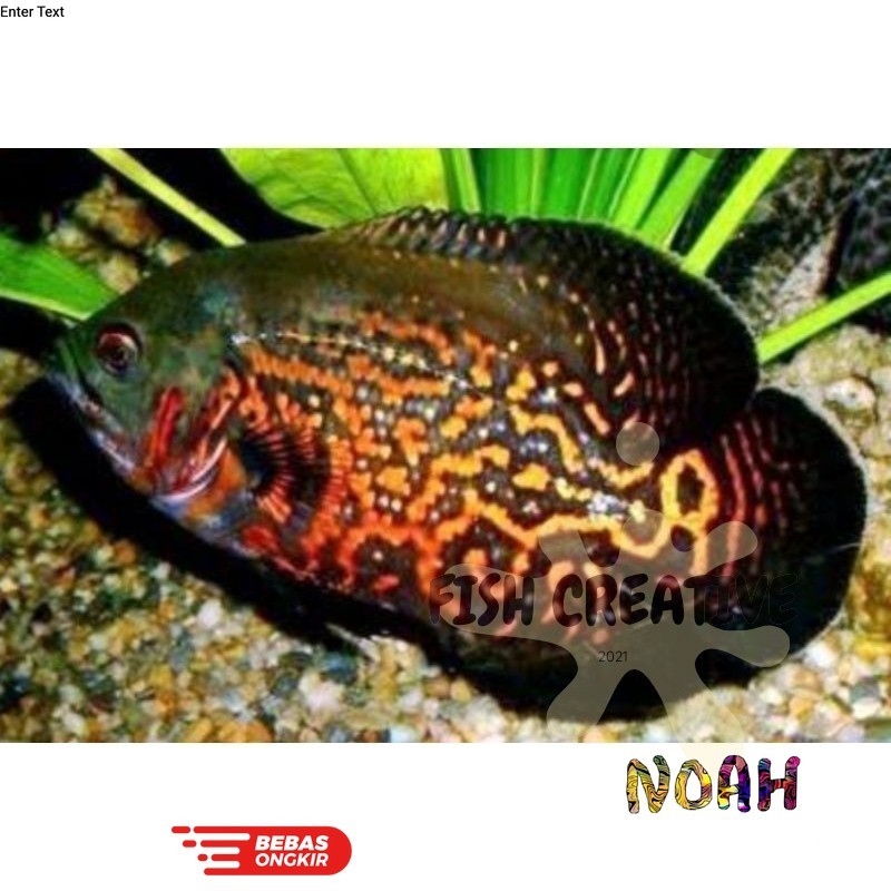 Isi aquarium 2 jari Oscar batik size 7-10cm isi 2 ekor