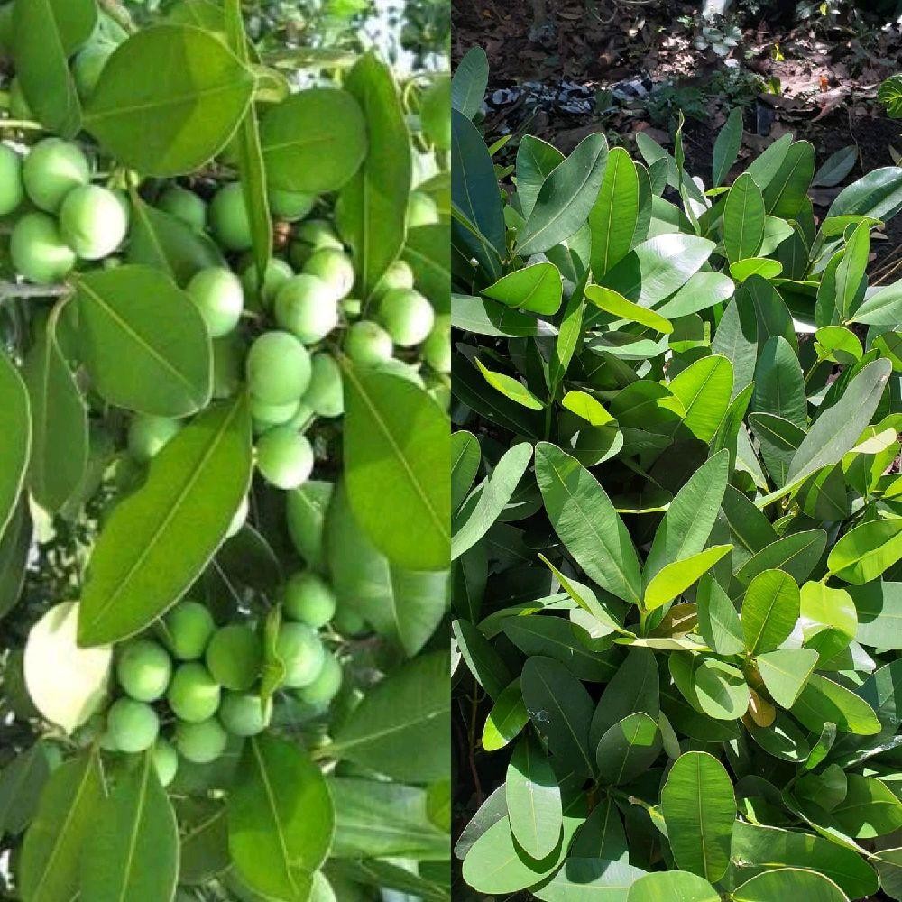 

Buah Nyamplung Hijau Segar Fresh 1 Kg - Dipetik Saat Orderan Masuk - Zuriat, Anggur, Frozen, Gula