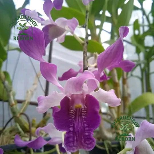 (BISA BAYAR DI TEMPAT) anggrek dendrobium remaja Ririn triani