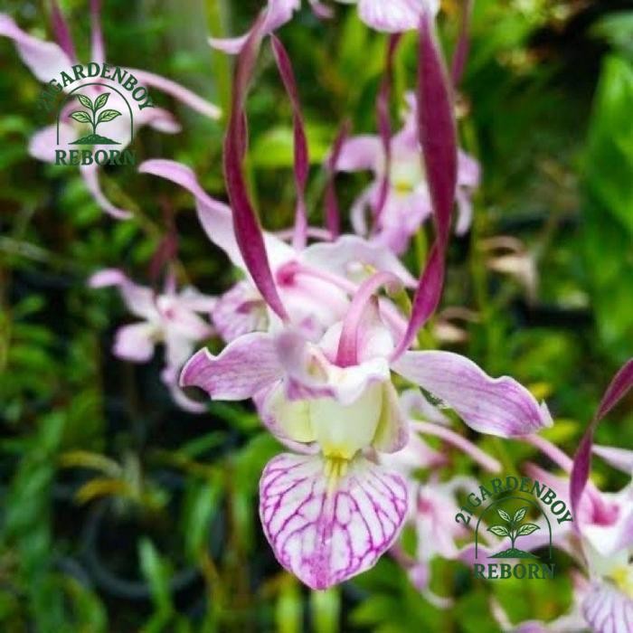 (BISA COD) anggrek dendrobium dewasa/leporinum .