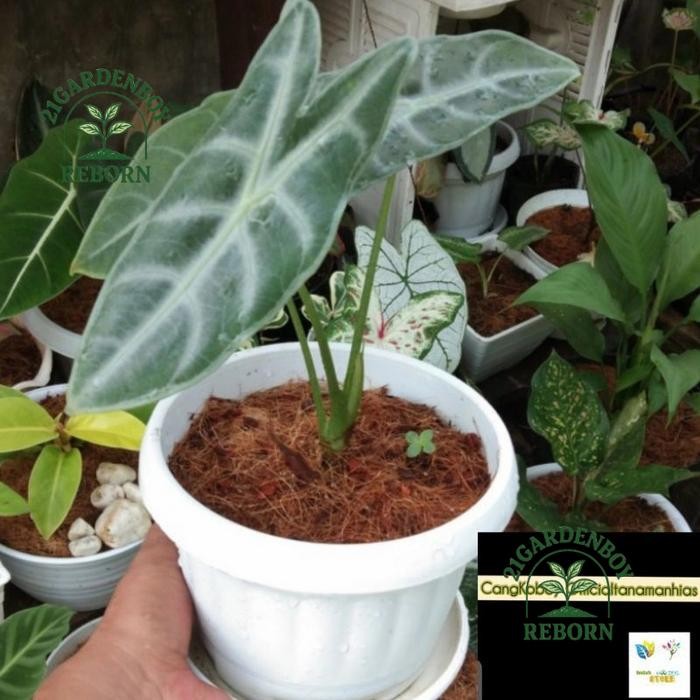 (BISA COD) Tanaman hias Keladi kuping kelinci .