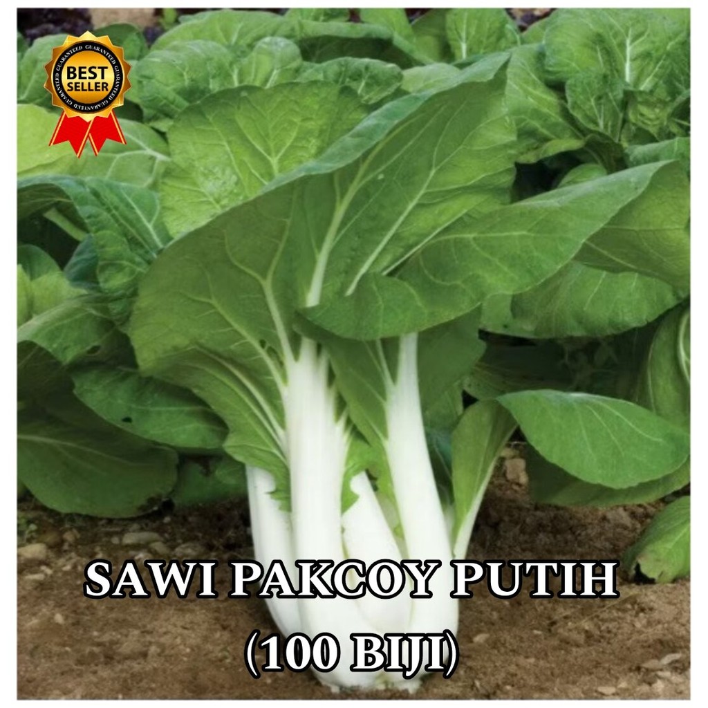 (100 biji) benih sawi pakcoy putih|pakcoy putih