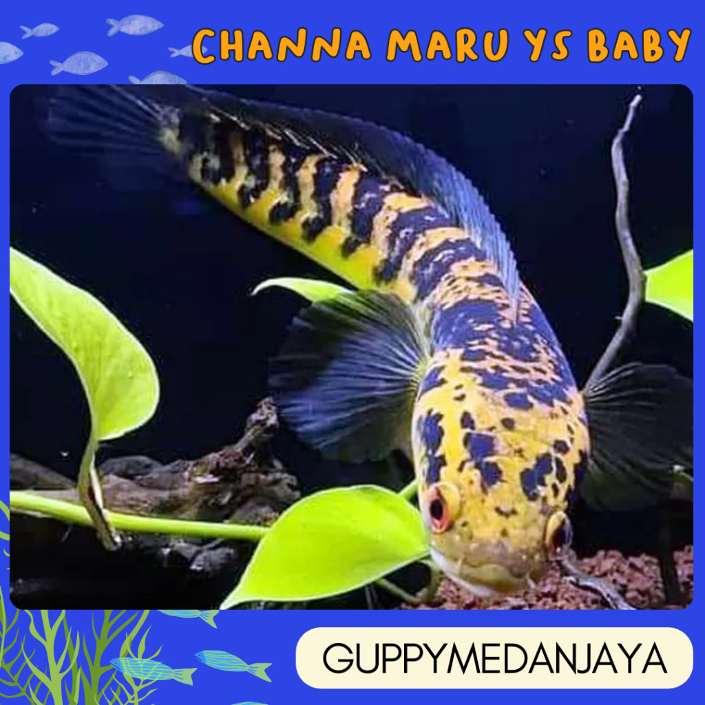 Baby Channa Maru Ys Atau Maru Yellow Sentarum Size 4CM-7CM Bahan Progres Sortiran Terbaik,Channa Bab