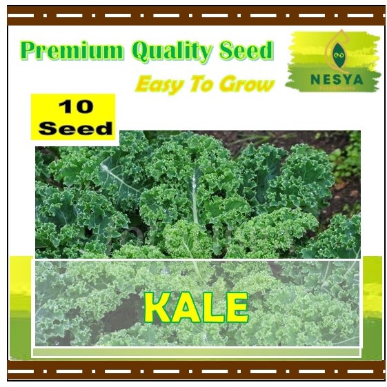 10 Biji Benih Kale Sayuran Daun Kale