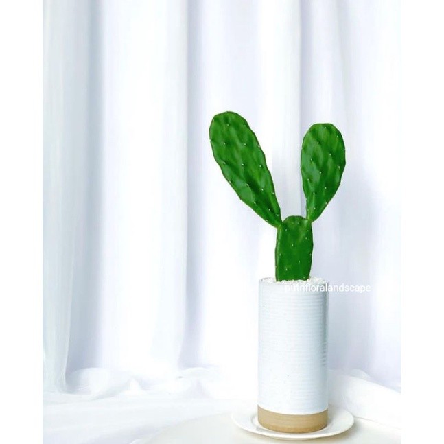 kaktus centong - tanaman kaktus centong - kaktus