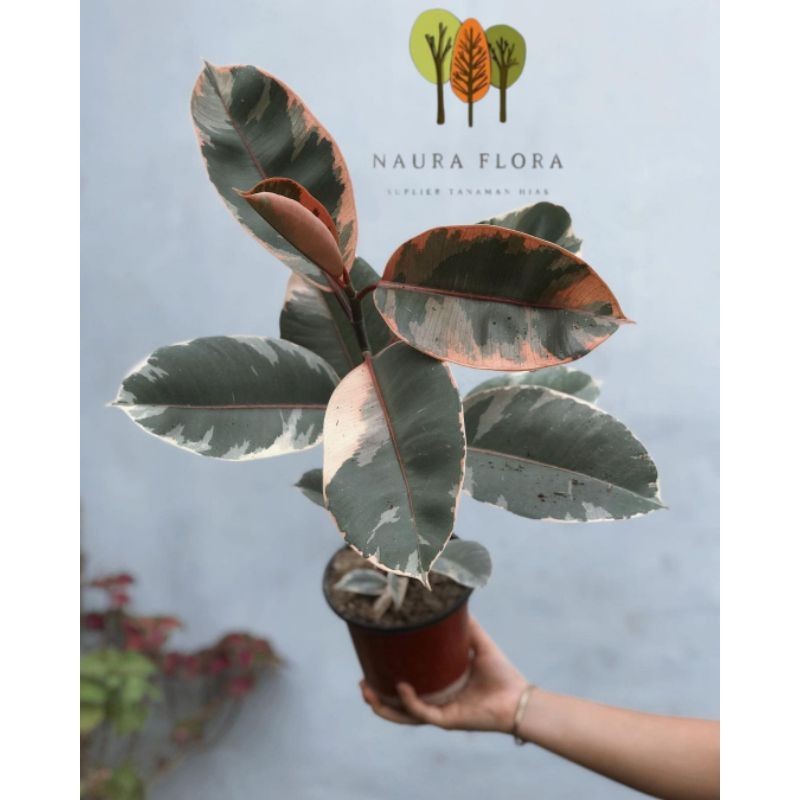 Tanaman hias karet kebo ruby - ficus elastica ruby