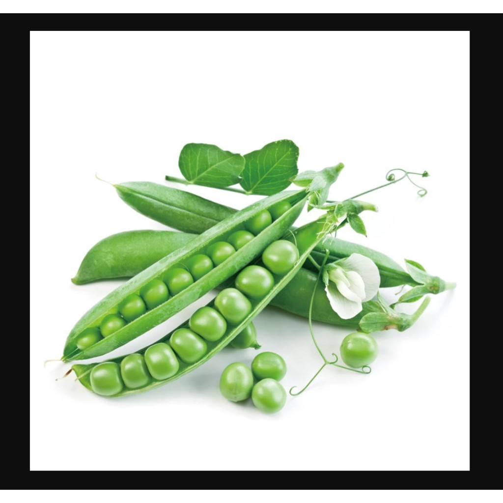 RBP BIBIT BENIH kacang polong