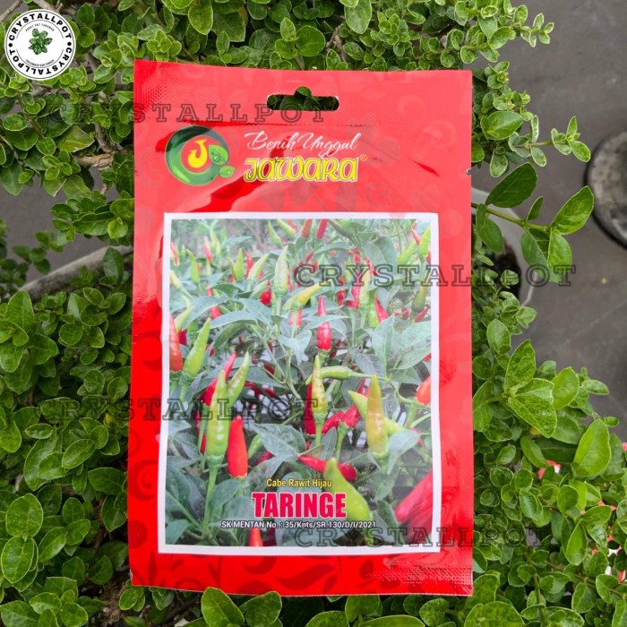 BENIH BIBIT CABE RAWIT HIJAU BENIH UNGGUL JAWARA - CABE RAWIT TARINGE