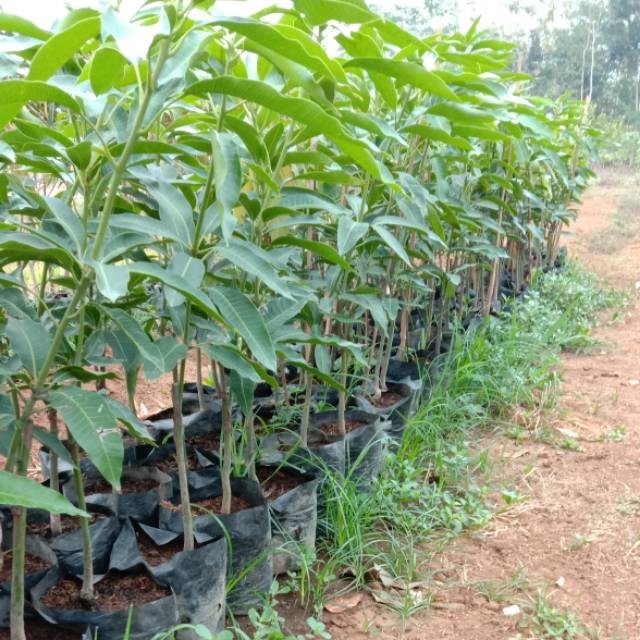 Bibit Mangga Harum Manis // Bibit Mangga Arumanis Okulasi