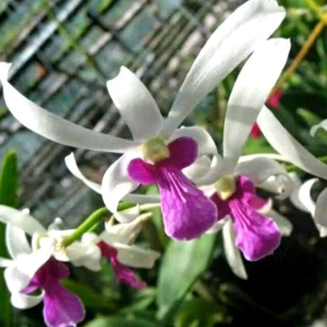 tanaman bunga anggrek dendrobium mesangnil anggrek dendrobium dewasa ready