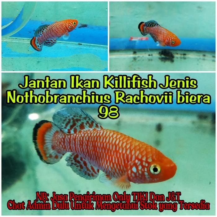 [WIZDOM] killifish Rachovii biera 98 (male)