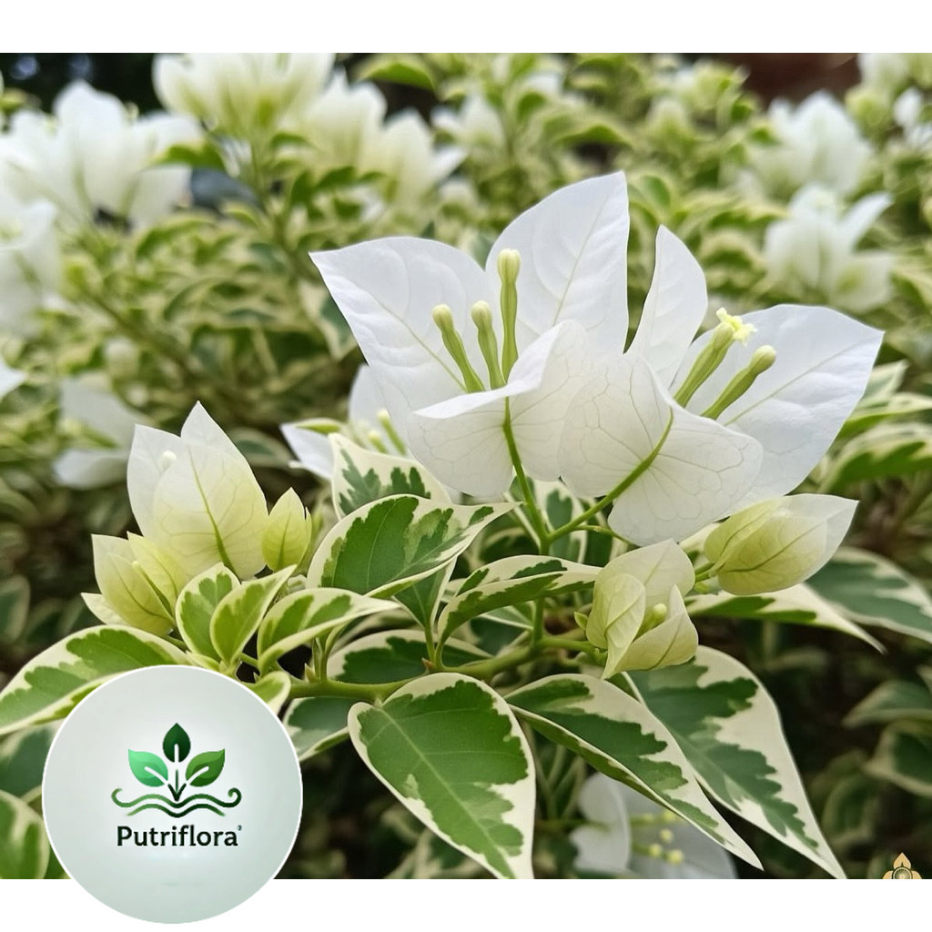 NEW Bugenvil Varigata Bunga Putih Original