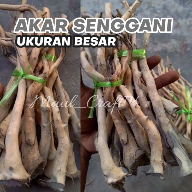 Akar Senggani 1 ikat Ukuran Besar Media Aquascape