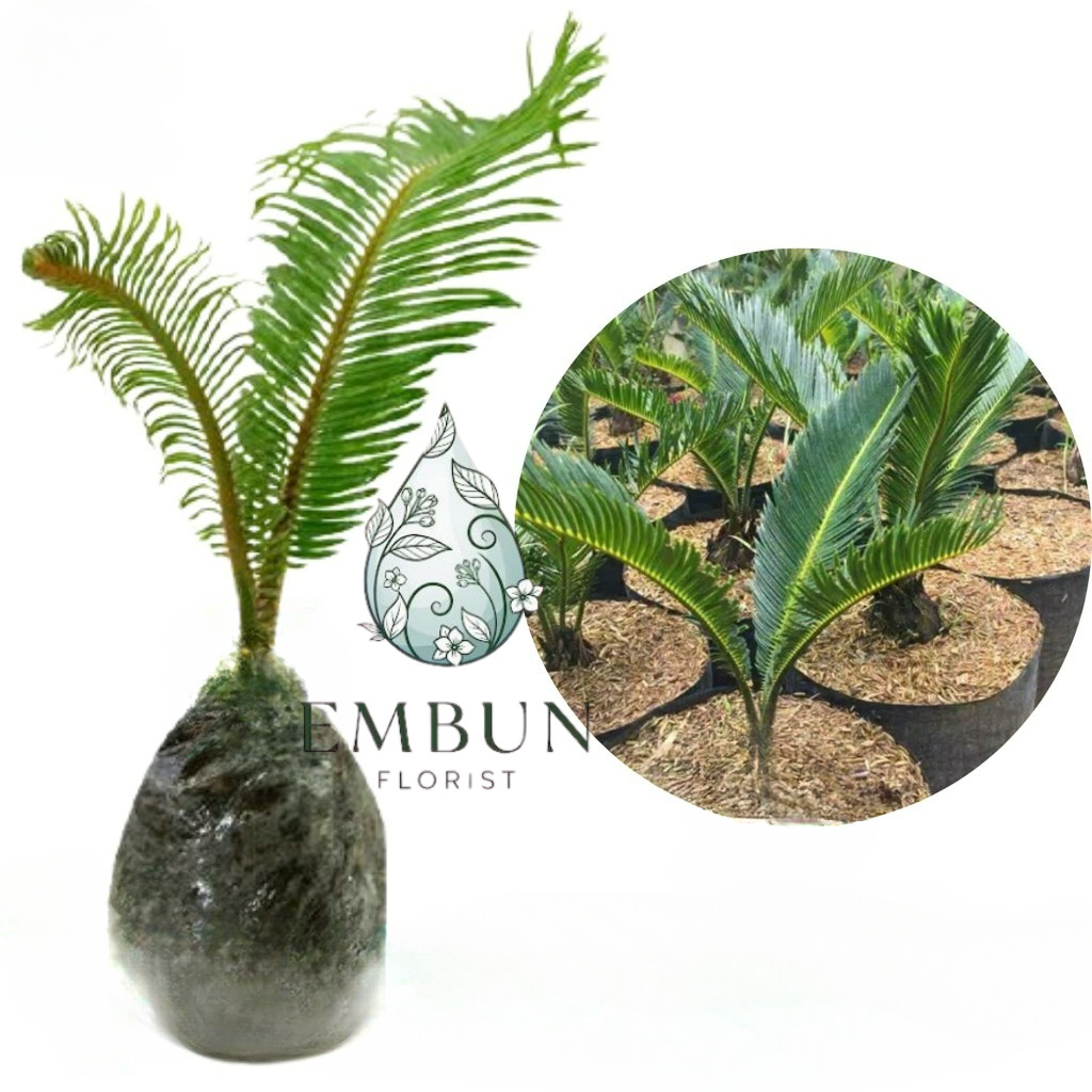 Tanaman Hias Palem Sikas - Mawar Jambe - taman