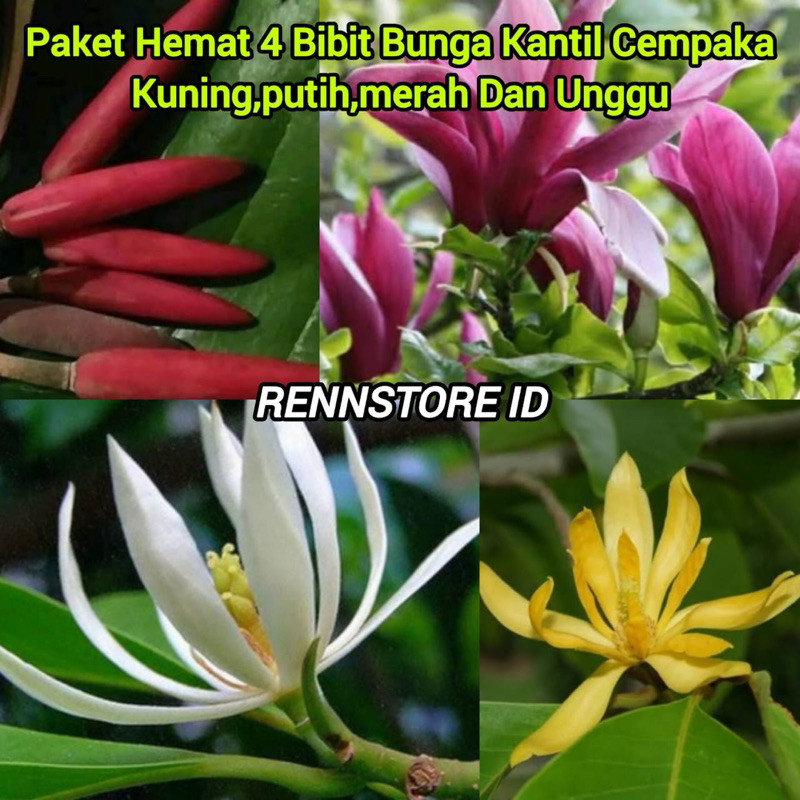 Paket 4 Bibit Bunga Kantil Cempaka Kuning, Putih, Merah, Unggu