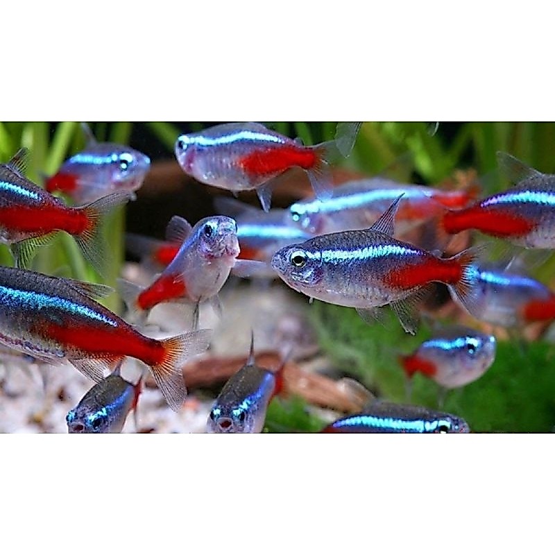 hiasan aquarium neon tetra  paket 50