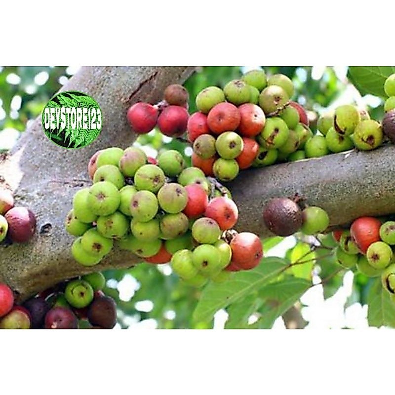 Terlaris Buah Loa  Buah Ara Segar 1 Kg Kualitas Premium