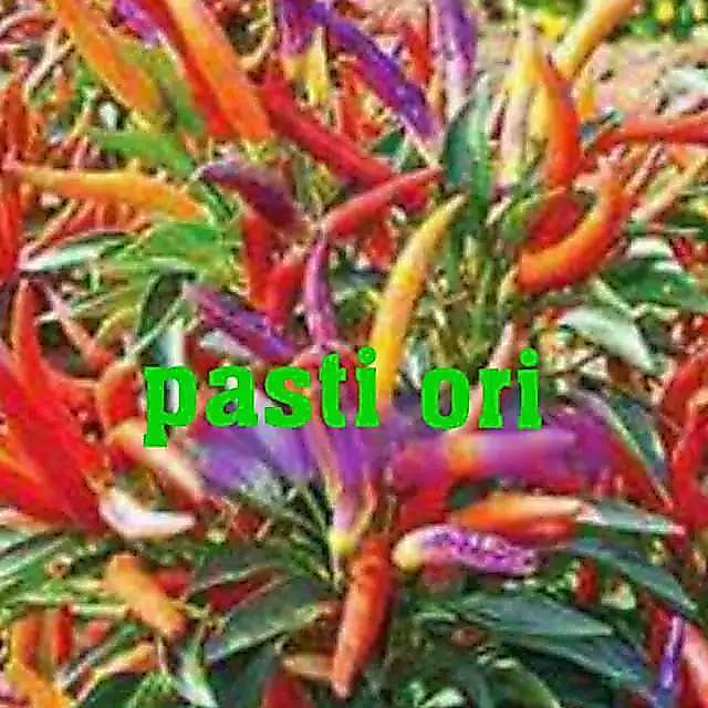 15 biji cabe hias unik f1 Garda Firework pepper