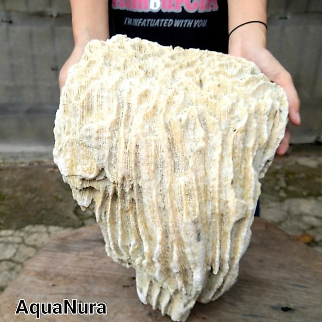 1karung karang laut jumbo isi 10kilo karang kancing aquarium
