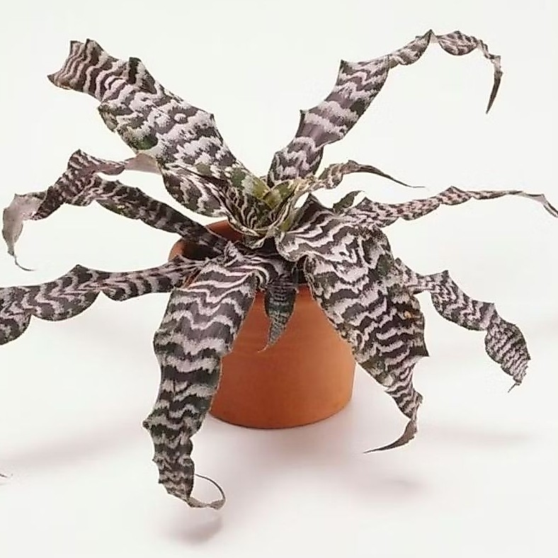 Bibit Tanaman Hias Cryptanthus Tokek Hitam Unik