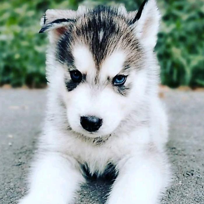 Puppies Siberian Husky