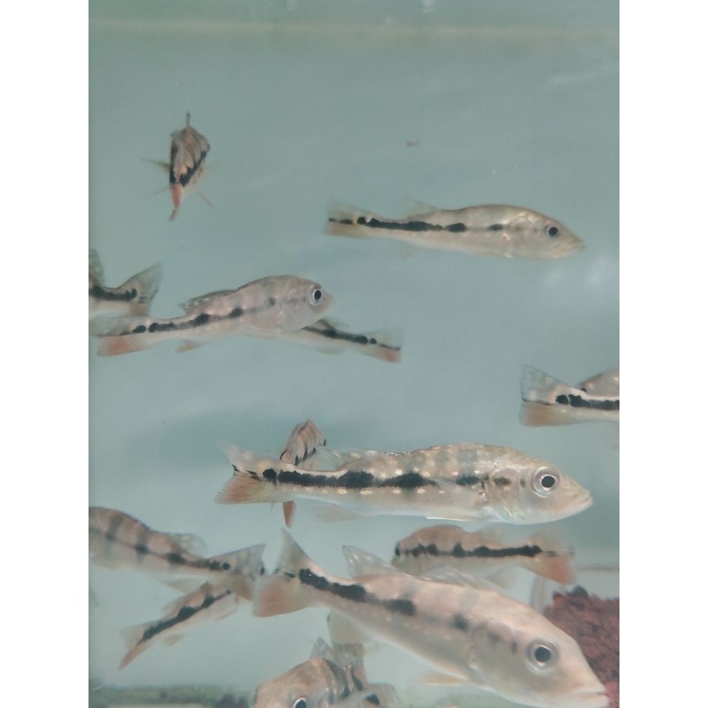 

Kardus Paket 3 ekor (Pbass Azul Kelberi Pinima) 7-8cm bergaransi