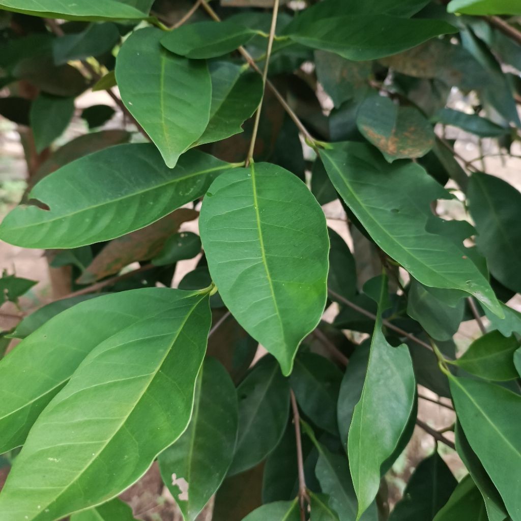 

Daun Salam Segar Per 100 gram.