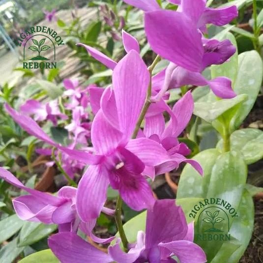 (BISA BAYAR DI TEMPAT) anggrek dendrobium Caesar red x Caesar warawan spike/kenop