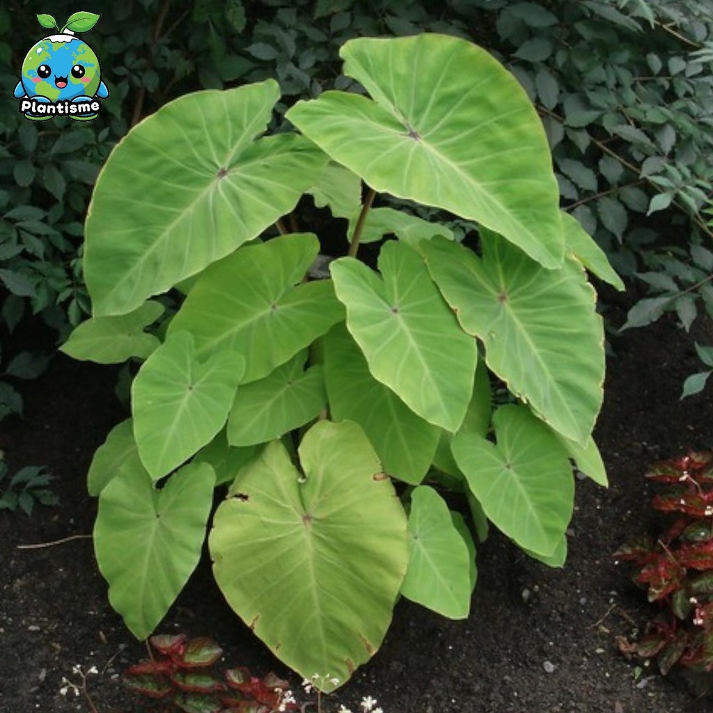 Tanaman Hias – Colocasia ‘Green Lime’ Colocasia Esculenta Keladi Hias Variegata Hijau Lemon