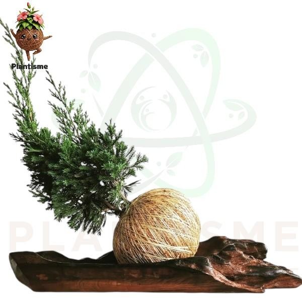 Kokedama – Bonsai Juniper Cemara Natal Tanaman Hias Mini Bergaya Jepang untuk Dekorasi Meja Indoor