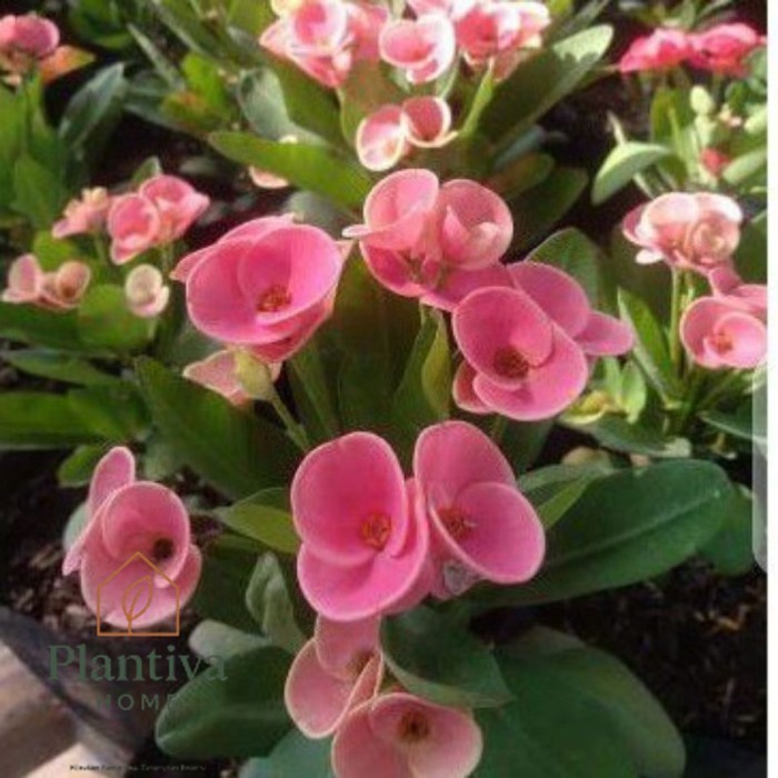 TANAMAN HIAS EUPHORBIA PINK TEROMPET//EUPHORBIA PINK - BUNGA HIAS EPORBIA - BUNGA HIAS HIDUP