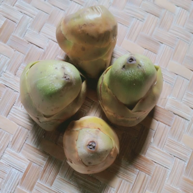 

Beluluk Kelapa/Tembuluk Kelapa 1kg