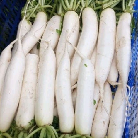 

Lobak Putih Segar 1 Kg Sayuran Fresh