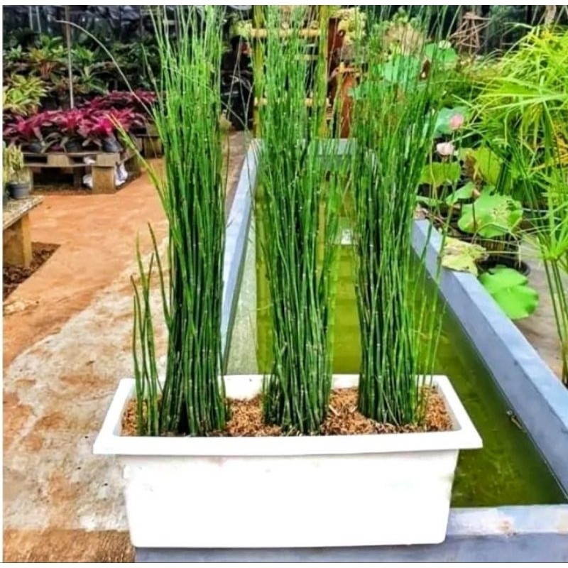 tanaman hias bambu air mini - pohon lidi - lidian bambu air bibit (Tanaman hias hidup indoor murah b