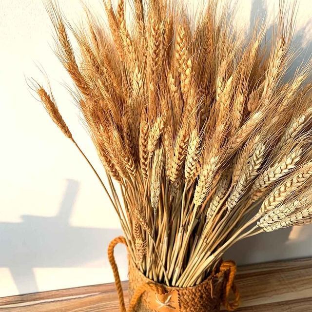 Bunga Padi Gandum Kering Bunga Gandum Flower Artificial Hias Buket Bunga Florist PF01