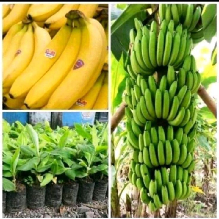 Bibit Pisang Sunpride Pisang Avendish Kultur Jaringan Pisang Cavendis Murah / Bibit Pisang Cavendish