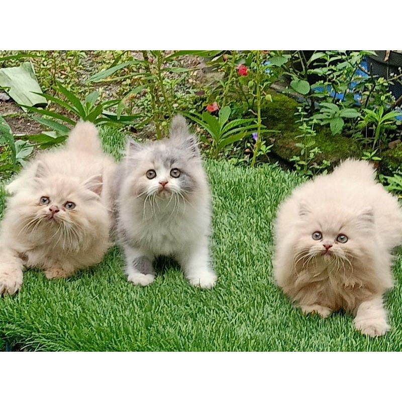 Kucing kitten Persia super longhair