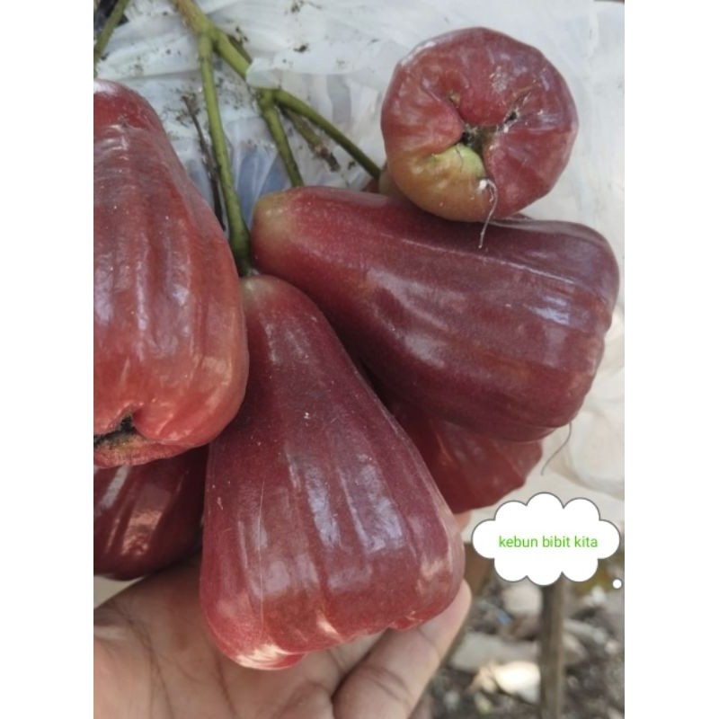 (CANGKOKAN ) Jambu air jenis RHS
