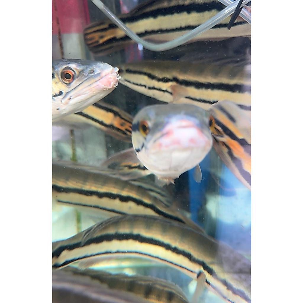 ikan hias toman 25-28cm random