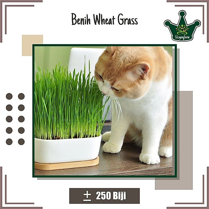 Benih WheatGrass Bibit Rumput Kucing - Bibit Sayuran