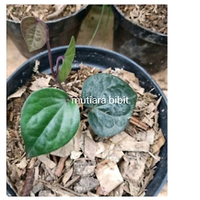 bibit tanaman sirih hitam wulung