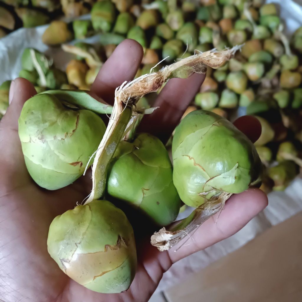 

[NS] Beluluk kelapa hijau 15 butir Beluluk kelapa gading 15 butir kecil segar fresh dipetik dadakan