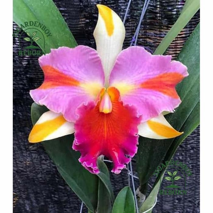 (BISA COD) Anggrek remaja cattleya Amazing Thailand .