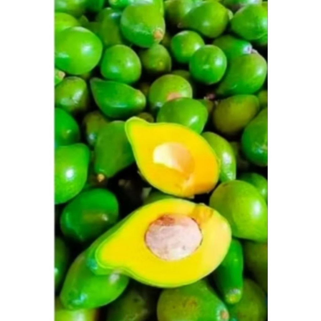 

^ Alpukat Mentega Manis dan Murah Kualitas Terbaik ^