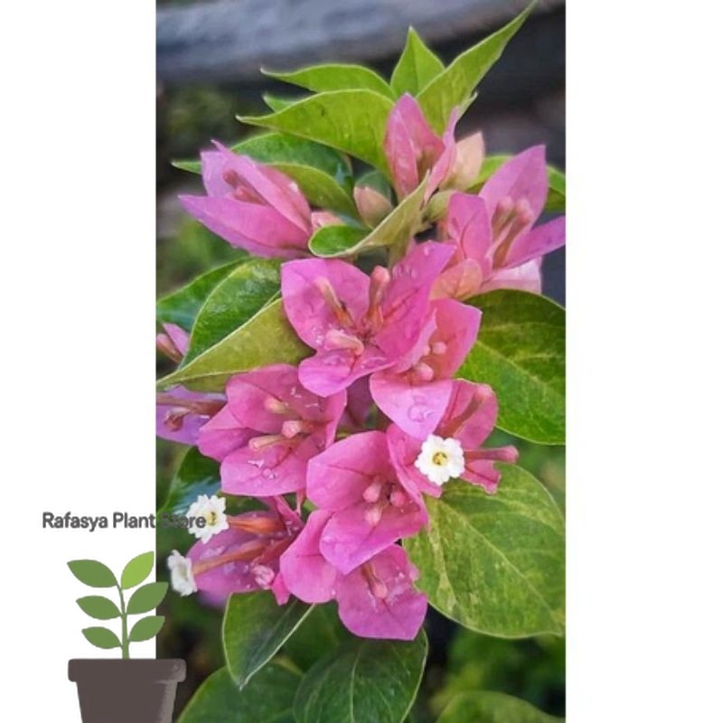 Bougenville Singapore sof pink