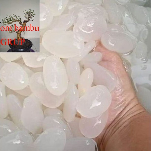 

Kolang Kaling Kemasan Istimewa Super 1kg kolang Kaling segar Putih Bersih Bahan Membuat Manisan Asli